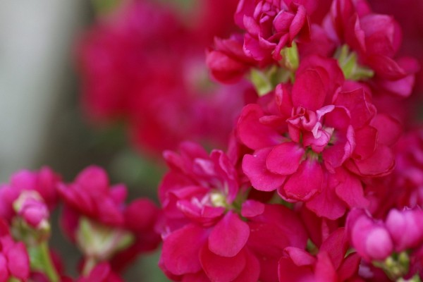 Resultado de imagen de flores color fucsia