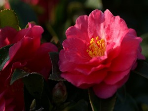Postal: Hermosas flores rosas