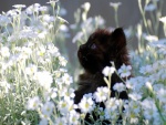Gatito negro entre flores blancas
