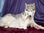 Mamá y cachorro huskies
