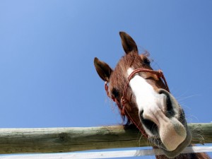 Postal: La mirada divertida de un caballo