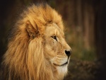 La cara de un gran león