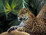 Un leopardo tranquilo sobre unos troncos