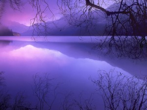 Ramas reflejadas en el agua del lago