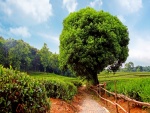 Un camino entre arbustos, plantas y árboles