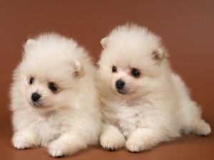 Dos pequeños perros de color blanco
