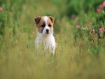 Un perro entre la hierba del campo