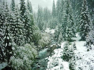 Postal: Nevando sobre el río y el bosque