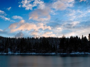Pinos nevados en la orilla del lago