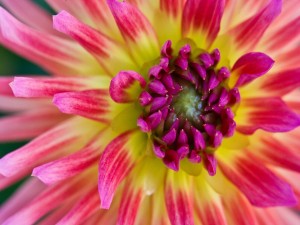 Postal: Pétalos amarillos y rosas formando una bonita flor