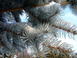 Nieve en las ramas del pino