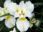 Hermosos iris blancos