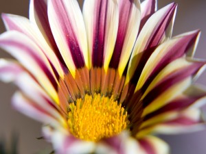 El centro de una flor con largos pétalos
