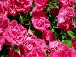 Rosales con hermosas rosas