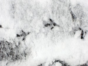 Postal: Flechas en la nieve