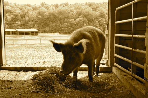 Un cerdo comiendo