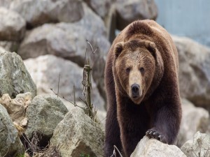 Gran oso caminando entre las piedras