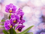 Magníficas orquídeas color fucsia
