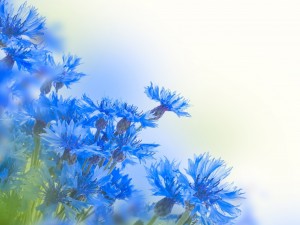 Postal: Extraordinarias flores con pétalos azules