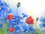 Bella composición floral con amapolas
