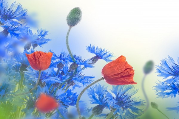 Bella composición floral con amapolas