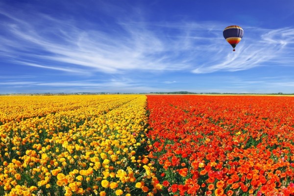 Globo volando sobre un campo sembrado de coloridas flores