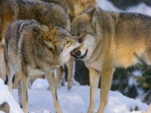 Postal: Manada de lobos en la nieve