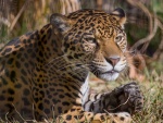 Jaguar tumbado mirando con atención