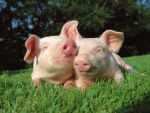 Dos cerdos amigos tumbados en la hierba