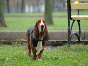 Postal: Un hermoso perro caminando en el parque