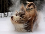 Perro sacudiéndose la nieve