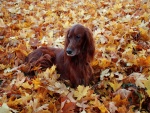 Perro marrón entre las hojas de otoño