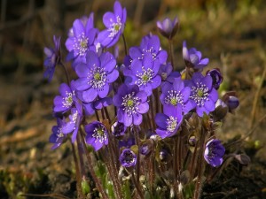 Espectaculares flores violetas en el suelo