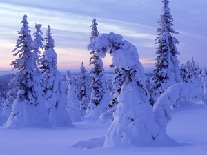 Postal: Árboles inclinados por el peso de la nieve