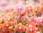Extraordinarias y aromáticas orquídeas