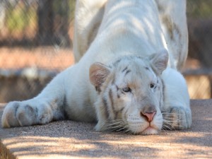 Postal: Un hermoso tigre blanco