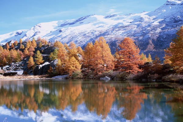 Árboles otoñales junto a la montaña y el lago