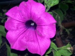 Una gran flor fucsia con forma de campana