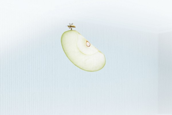 Avispa volando con un trozo de manzana