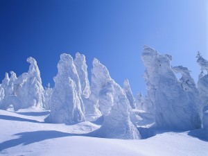 Una gruesa capa de nieve cubriendo los árboles