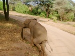 Un pequeño elefante saliendo del camino