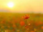 Los rayos del sol iluminan una tierna flor naranja