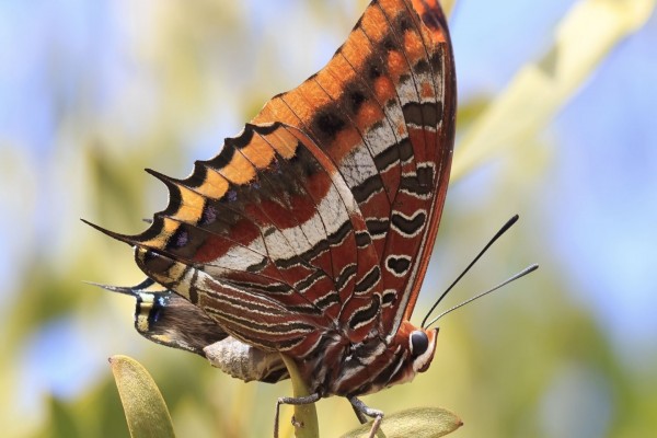 Bella mariposa posada sobre un planta