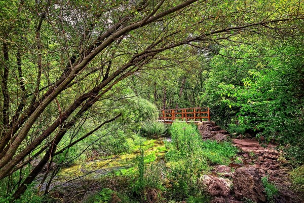 Un puente con escaleras entre la naturaleza