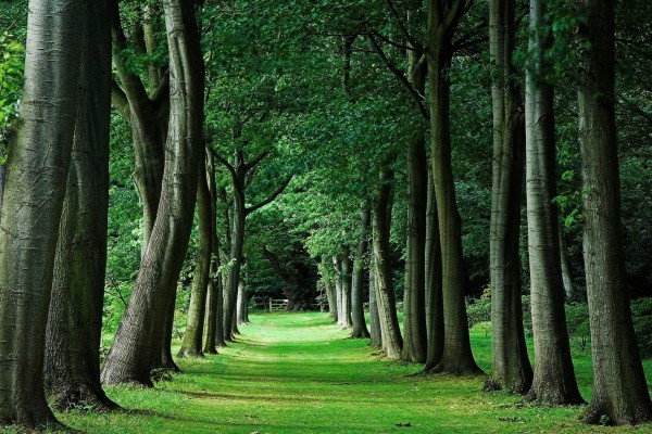 Dos filas de árboles sobre la verde hierba