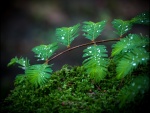 Hojas verdes en la rama con pequeñas gotas de agua