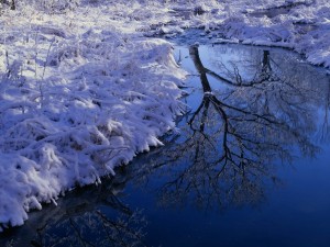 Postal: Plantas cubiertas de nieve en la orilla del río