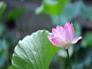 Postal: Preciosa flor de loto junto a una gran hoja verde