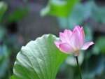 Preciosa flor de loto junto a una gran hoja verde