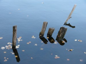 Postal: Hojas y troncos en el agua